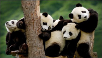 China: Panda Pictures