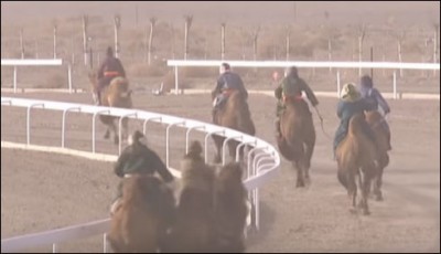 Camel races in China