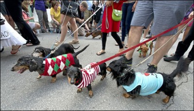 parade held in Florida pet dogs