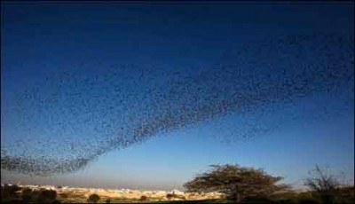hundreds of birds flying
