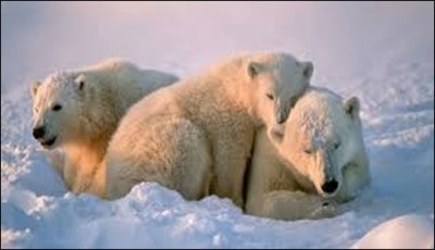 polar bears in China