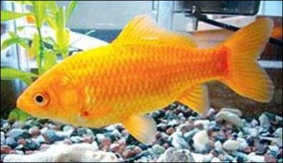 Japan cruel mother-daughter