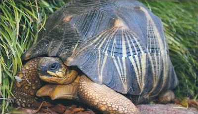 Australian rare breed