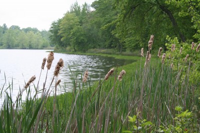 Wetland Pond