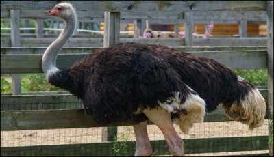 World's oldest ostrich