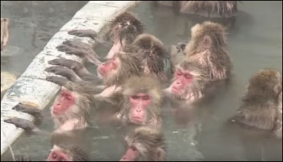 Monkey suffer severe