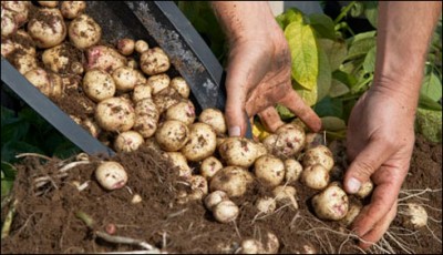 3 million tons of potatoes