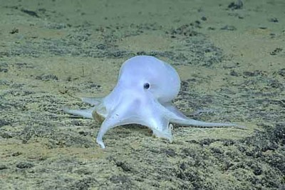 Ghost-like octopus