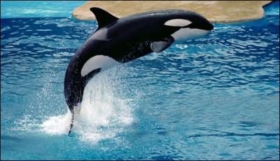 US halt the breeding