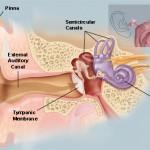 Ear