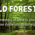 Forests-Day