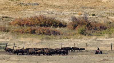 Hundreds-of-wild-animals