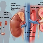 Kidney
