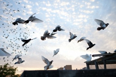 Pigeon-Flying