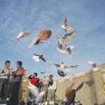Pigeon-Game