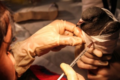 Pigeon-injection