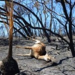 Forest Animal Dead