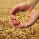 Zakat al-Fitr
