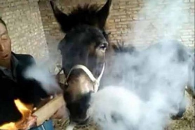 donkey in China