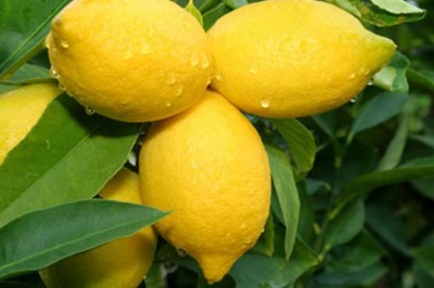 Lemon: extremely 