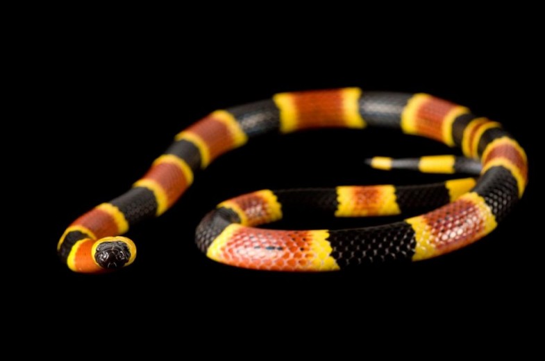 An eastern coral snake (Micrurus fulvius) slithers toward the camera.