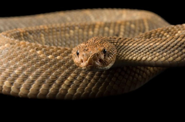 An Aruba island rattlesnake (Crotalus durissus unicolor) at the Saint Louis Zoo.