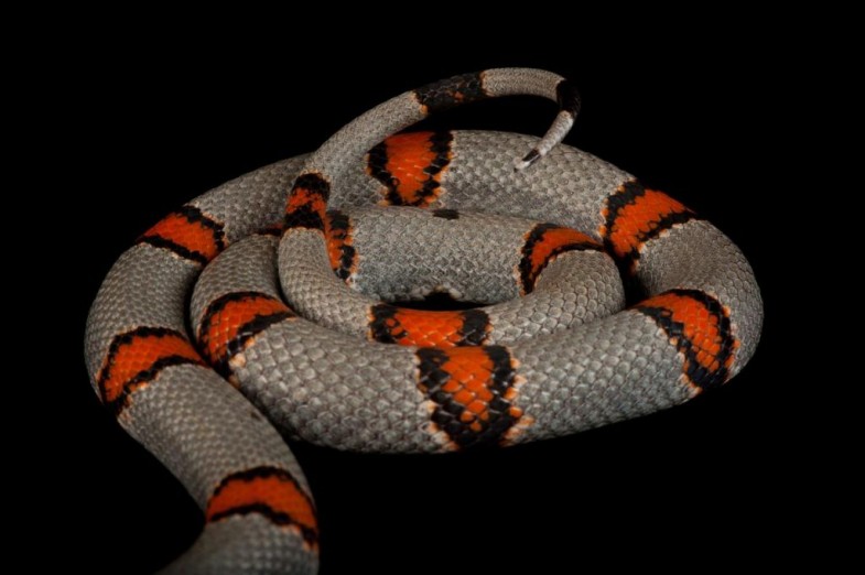 A gray banded kingsnake (Lampropeltis alterna) coils up at the Fort Worth Zoo.
