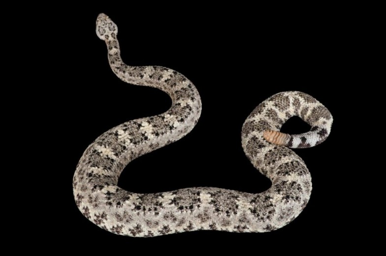 A shot of this San Lucan speckled rattlesnake (Crotalus mitchellii) was captured at the Omaha Zoo.