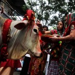 India Cow
