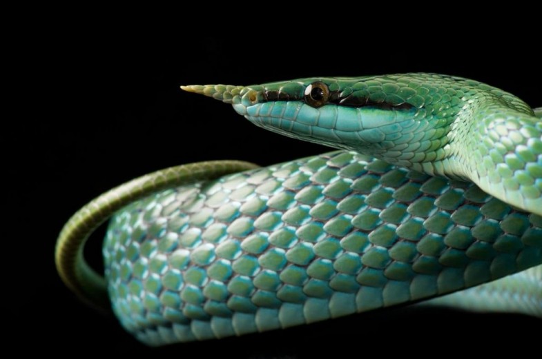 A rhinoceros snake (Rhynchophis boulengeri) curls over on itself at the Saint Louis Zoo.