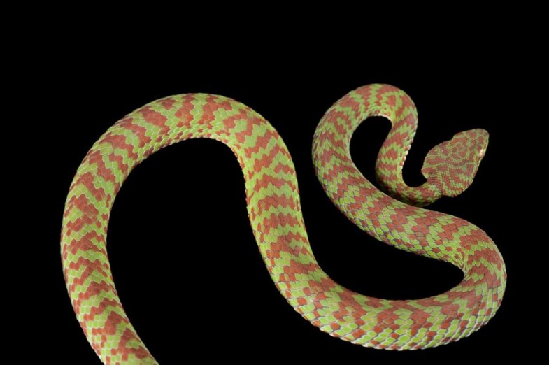 This pit viper (Trimeresurus venustus) flaunts its contrasting scales.
