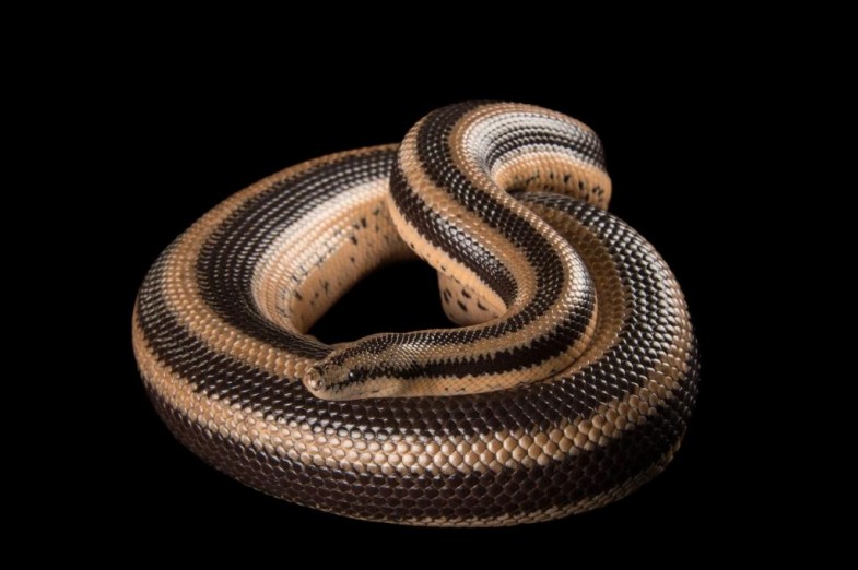 A Mexican rosy boa (Lichanura trivirgata trivirgata) coils over itself.