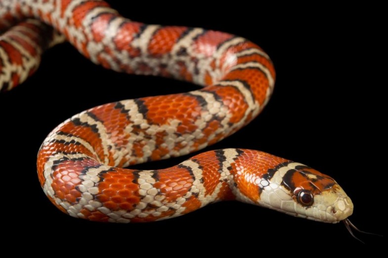 A Sonoran mountain kingsnake (Lampropeltis pyromelana) sticks out its forked tongue.