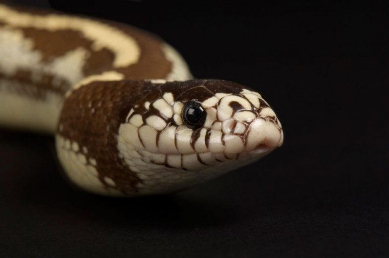 A brown striped California kingsnake (Lampropeltis gelutus californiae) checks out the camera at the Great Plains Zoo.