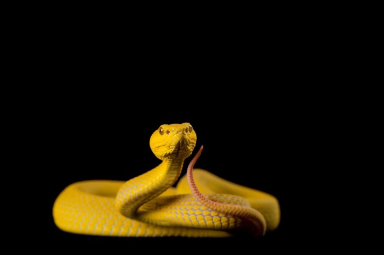 A coiled white-lipped island pit viper (Trimeresurus albolabris) eyes the camera.