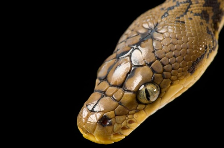 A Timor python (Python timoriensis) at the Detroit Zoo stares intensely at the camera.