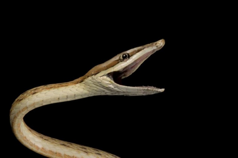 A vine snake (Oxybelis aeneus) bears a toothless smile.