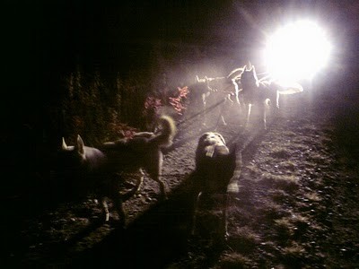 Dogs in night