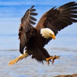 Eagle