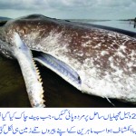 29-Whales-on-beach-found-dead-the-reason-was-a-bitter-as-it-suprised-every-one