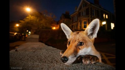 Best Wildlife Photos of the year