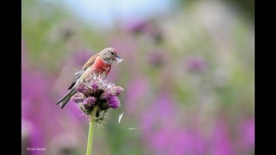 Best Wildlife Photos of the year
