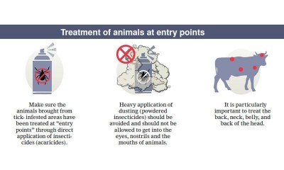 How to save yourself from congo virus on Eid ul Azha