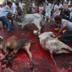 Eid Sacrifice