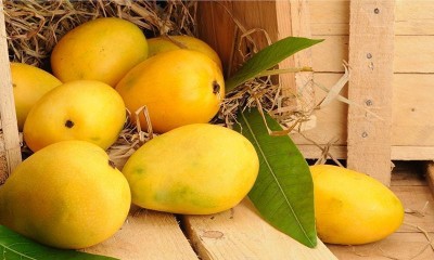 mangoes-helping-to-cure-diseases-like-diabetes