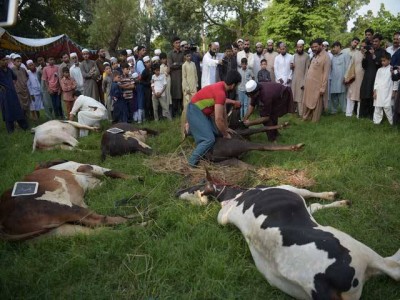 people-celeberating-eid-with-sacrificing-cattles-on-2nd-day-also