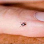 Quetta, Congo virus effect died