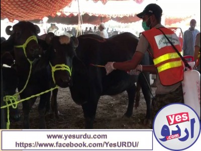 Rwp, Congo Virus supray for cattles in Cattle Market