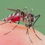 what-blood-group-mosquitoes-like-most