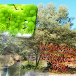 Sahar mein barsi shabnam se goondha owa Kalam e Mian Muhammad Bakhsh